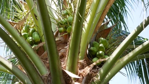 Close-up of a palm tree with clusters of green unripe coconuts against a tropica Stock Footage 345879912