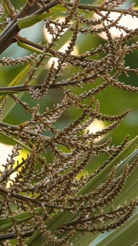 Close-up of palm tree flowers with soft natural bokeh Stock Footage 334786132