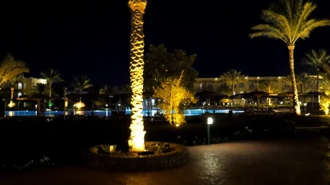 Close-Up of a Palm Tree Stock Footage 86871589