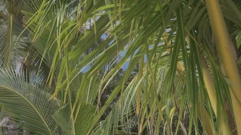 Close up of palm tree Stock Footage 101496033
