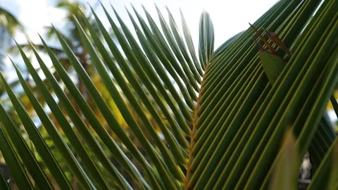 Close up of a palm tree. Stock Footage 201912499