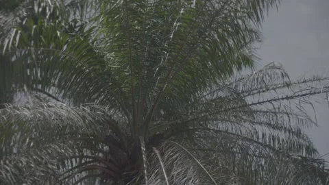 Close up of palm tree 스톡 동영상 244737025