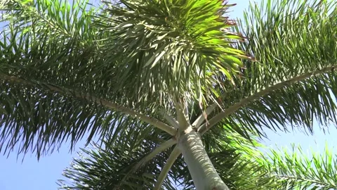 Close up of Palm tree Stock Footage 264614425