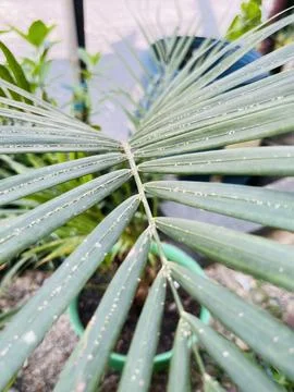 Close-up of Palm Tree Frond Infested with White Scale Insects Stock Photos