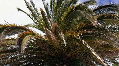 Close-up of Palm Tree Fronds Stock Footage 277694892