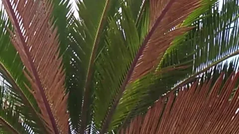 Close-up of palm tree fronds with green and brown leaves under sunlight frond Video stock 345059063