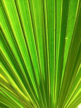Close-up of palm tree green leaf Stock Photos