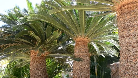 Close up of palm tree with green leaves, panning Vídeo Stock 106350381