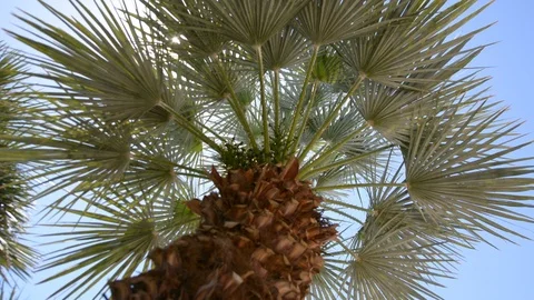 Close up of palm tree with green leaves, panning Vídeos de archivo 106350543
