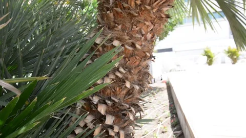 Close up of palm tree with green leaves, panning Vídeo Stock 106352608