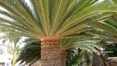 Close up of palm tree with green leaves, panning Видео 106352864