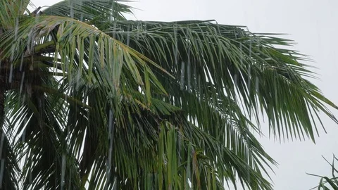 Close up of Palm tree in heavy tropical rain storm Video stock 84174042