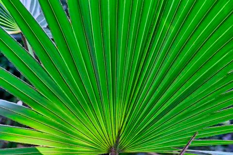 Close up of a palm tree leaf for backgrounds Stock Photos