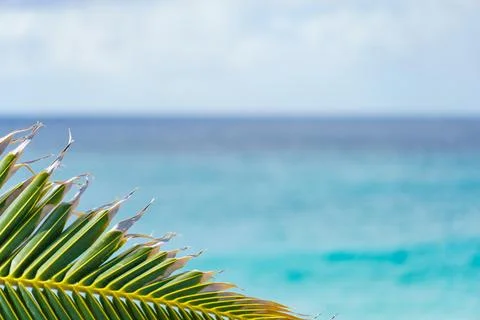 Close up of a palm tree leaf on a beach with the ocean in the background Stock-Fotos