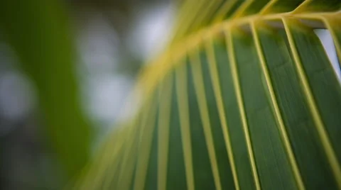 Close up palm tree leaf Vidéo 68983254