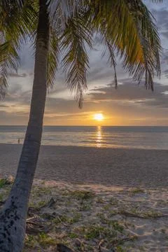 Close-up of palm tree leaf in front of the beautiful sunset sunrise at the be Stock Photos