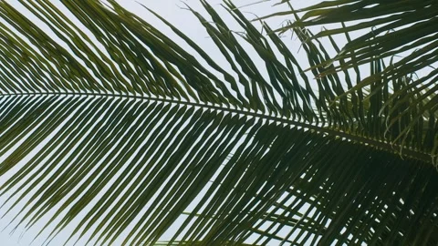 Close up of palm tree leaf with intricate lines, silhouetted against clear sky Stock Footage 278549277