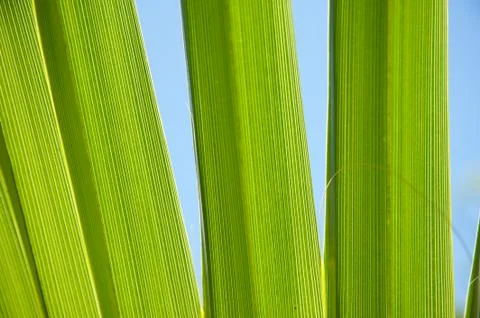 Close up of palm tree leaf Stock Photos