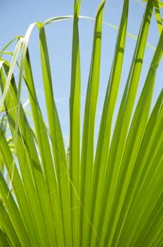Close up of palm tree leaf Stock Photos