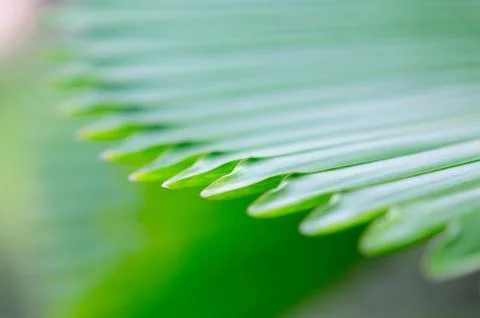 Close up of Palm Tree Leaf Stock Photos