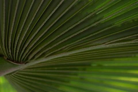 Close up Palm tree Leaf Stock Photos