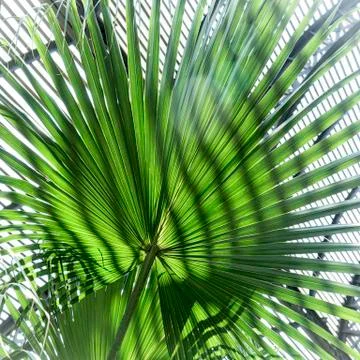 Close up of a palm tree leaf with striped shadow pattern Stock Photos
