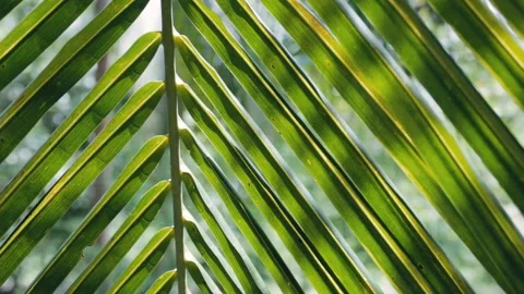 Close up of palm tree leaf at sunny day outdoors Stock Footage 132877739
