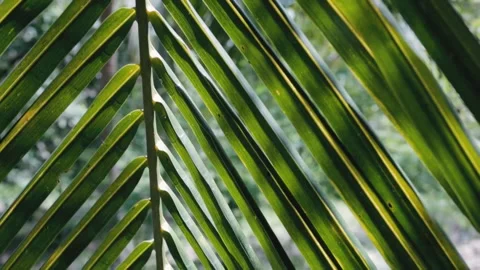 Close up of palm tree leaf at sunny day outdoors Stock Footage 133547719