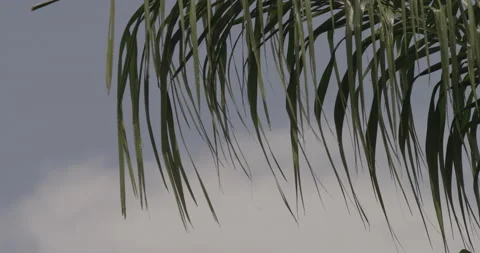 Close up of a palm tree leaf swaying in wind in slow motion Stock Footage 150643685