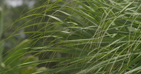 Close up of a palm tree leaf swaying in wind in slow motion Stock Footage 150643979