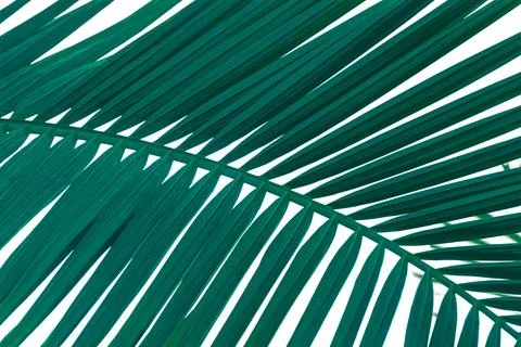 Close up palm tree leaf view. Tropical background. Stock Photos