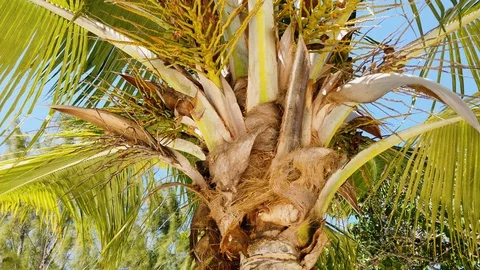 Close of Palm Tree leaves blowing in wind Stock Footage 108543116