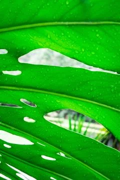 Close up Palm tree leaves in the Botanic garden Stock Photos
