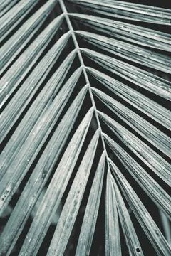 Close up Palm tree leaves in the Botanic garden Stock Photos