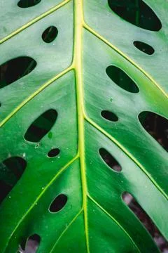Close up Palm tree leaves in the Botanic garden Stock Photos