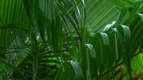 Close up palm tree leaves during tropical rain Slow motion Stock Footage 258853969