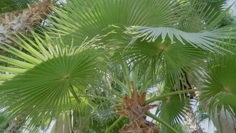Close-up of palm tree leaves, leaves like a fan Stock Footage 212025617