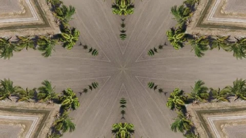 Close up of a palm tree with a pattern of leaves Stock Footage 321390206