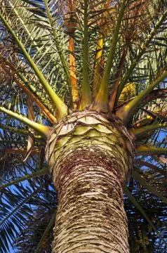 Close-up of palm tree Foto stock