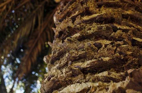 Close up of palm tree Foto stock