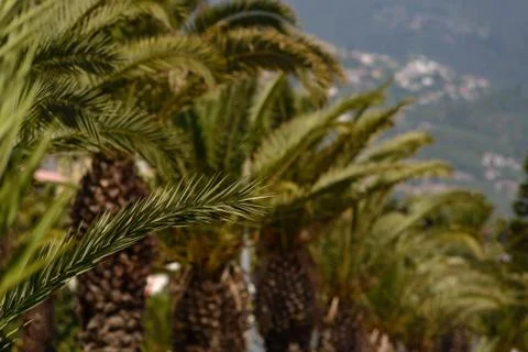 Close-up of a palm tree Stock Photos