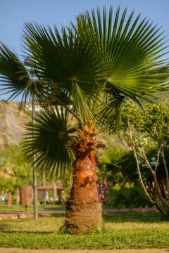 Close-up of a palm tree Stock Photos