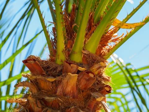 A close up of a palm tree. 스톡 사진