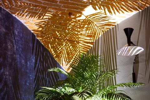 A close up of a palm tree shadow over a wall Stock Photos