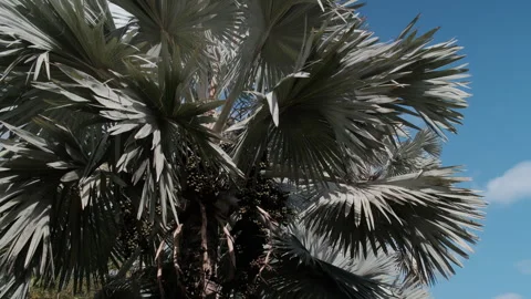 Close-up of a palm tree with silvery leaves against a blue sky Stock Footage 279852270