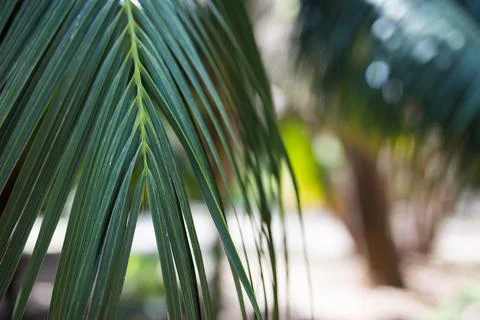 Close up of palm tree - summer background Stock Photos