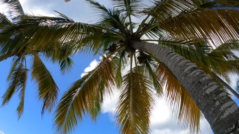 Close-up of palm tree in the sun, time-lapse Mano Juan, Saona Island, March 2022 Stock Footage 194824941