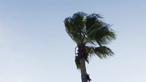 Close-up of a palm tree swaying in the wind against a twilight sky, tropica.. 库存影片 339640243