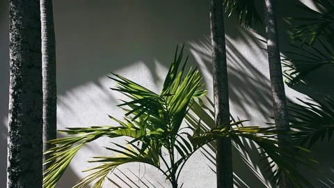 Close up of palm tree, tree, branch, pine, nature, plant, palm Stock Footage 238401585