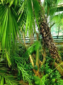 Close-up of Palm Tree Trunk and Fan Leaves Stock Photos